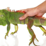 2-3 Foot Green Iguana For Sale