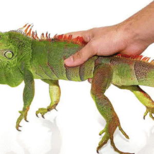2-3 Foot Green Iguana For Sale