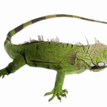 3-4 Foot Green Iguana For Sale