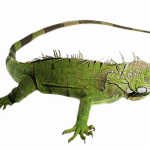 3-4 Foot Green Iguana For Sale