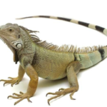 4-5 Foot Green Iguana For Sale