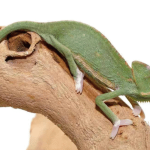 Translucent Veiled Chameleon For Sale (4-5 Inch)