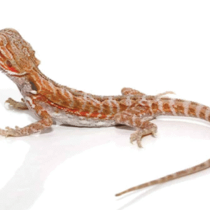 Hypo Leatherback Bearded Dragon For Sale (6-8 Inch)