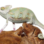 Translucent Veiled Chameleon For Sale (6-8 Inch)