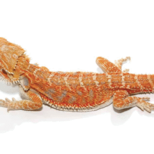 8-10 Inch Hypo Inferno Blue Bar Bearded Dragon For Sale