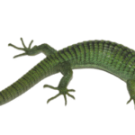Mexican Alligator Lizard For Sale (Abronia Graminea)