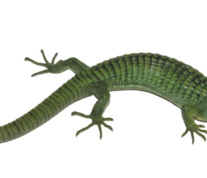 Mexican Alligator Lizard For Sale (Abronia Graminea)