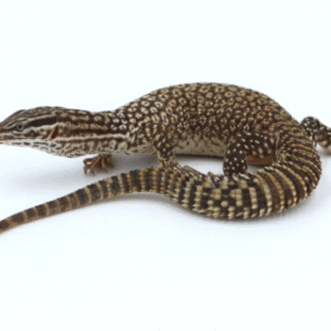 Ackie Monitor for Sale