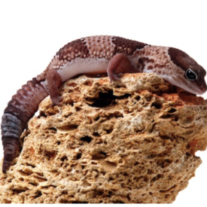 African Fat Tail Gecko for Sale