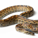 African Rock Python for Sale