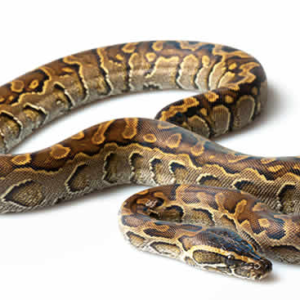 African Rock Python for Sale