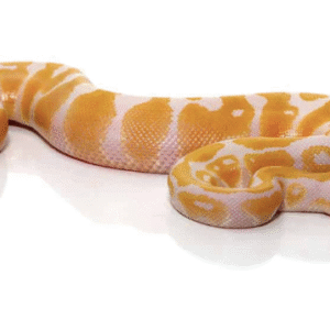 Albino Ball Python for Sale