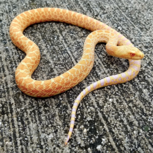 Albino Bull Snake for Sale