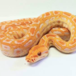 Albino Burmese Python for Sale