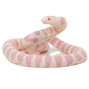Albino California Kingsnake for Sale