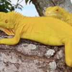 Albino Iguana For Sale