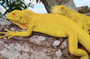 Iguanas For Sale