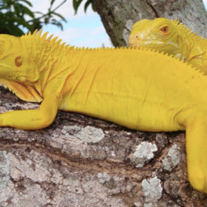 Albino Iguana For Sale