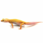 Albino Leopard Gecko for Sale