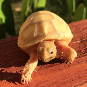 Albino Sulcata Tortoise for Sale