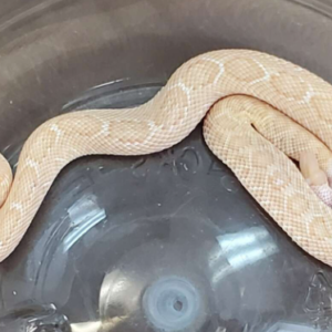 Albino Western Diamondback Rattlesnake For Sale