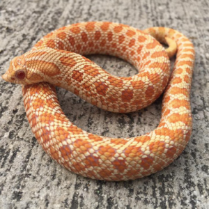 Albino Western Hognose Snake for Sale