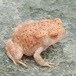 Albino Woodhouse Toad for Sale