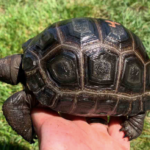 Aldabra Tortoise for Sale