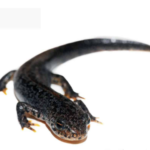 Alpine Newt for Sale