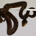 Amazon Tree Boa for Sale
