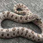 Anaconda Western Hognose Snake for Sale