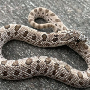 Anaconda Western Hognose Snake for Sale