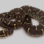 Angolan Python for Sale