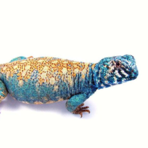 Arabian Blue Uromastyx for Sale