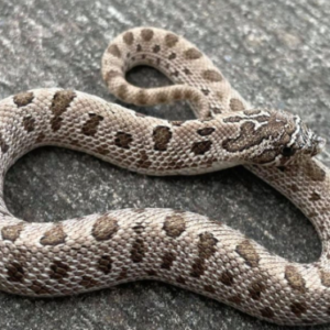 Arctic Hognose Snake for Sale