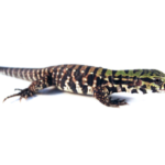 Argentine Black and White Tegu for Sale