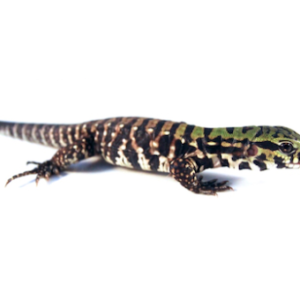 Argentine Black and White Tegu for Sale