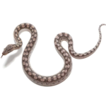 Argentine Rainbow Boa for Sale