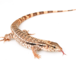 Argentine Red Tegu For Sale