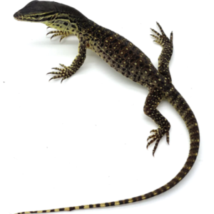 Baby Argus Monitor for Sale