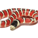 Arizona Mountain Kingsnake For Sale