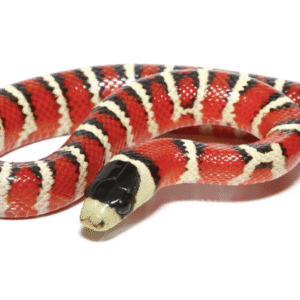Arizona Mountain Kingsnake For Sale