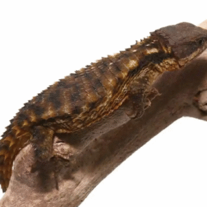 Armadillo Girdled Lizard For Sale