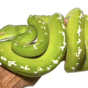 Green Tree Python for Sale