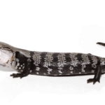 Axanthic Halmahera Blue Tongue Skink For Sale
