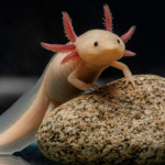 Axolotl for Sale