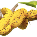 Aru Green Tree Python For Sale