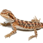 Baby Blue Bar Leatherback Bearded Dragon For Sale