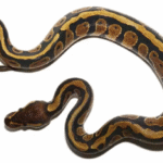 Baby Dinker Ball Pythons For Sale