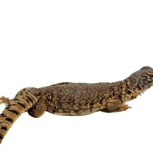 Baby Dispar Uromastyx For Sale